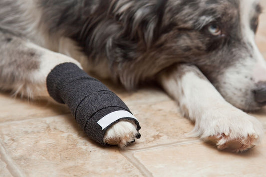 Summer Safety for Dogs: Protecting Their Paws From Hot Pavement - Bits of Joy
