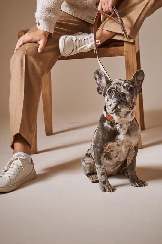 Pet Collars, Leashes & Harnesses - Bits of Joy