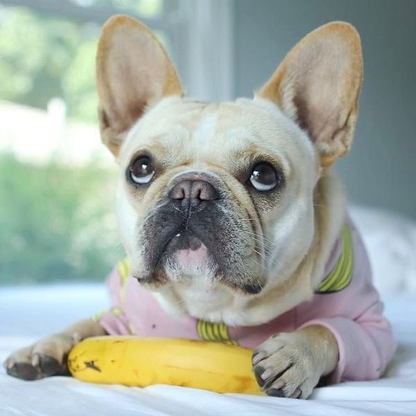 The Benefits of Bananas for Dogs: A Tasty and Nutritious Treat