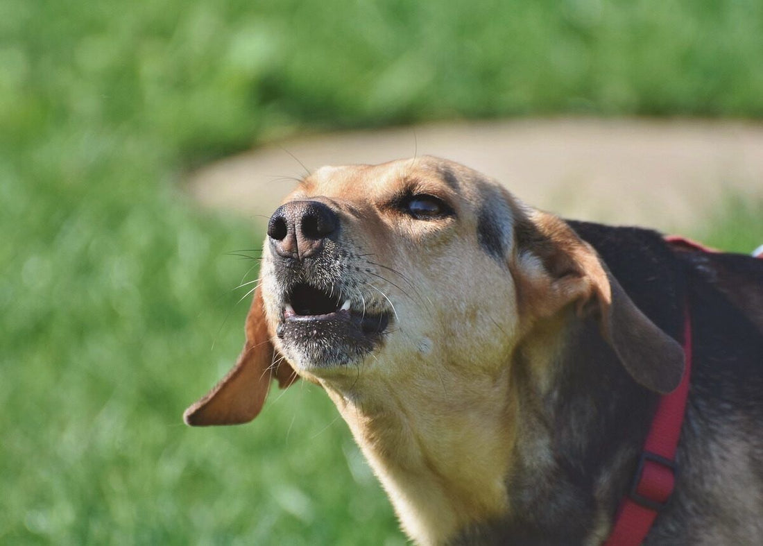 Understanding and Managing Excessive Dog Barking