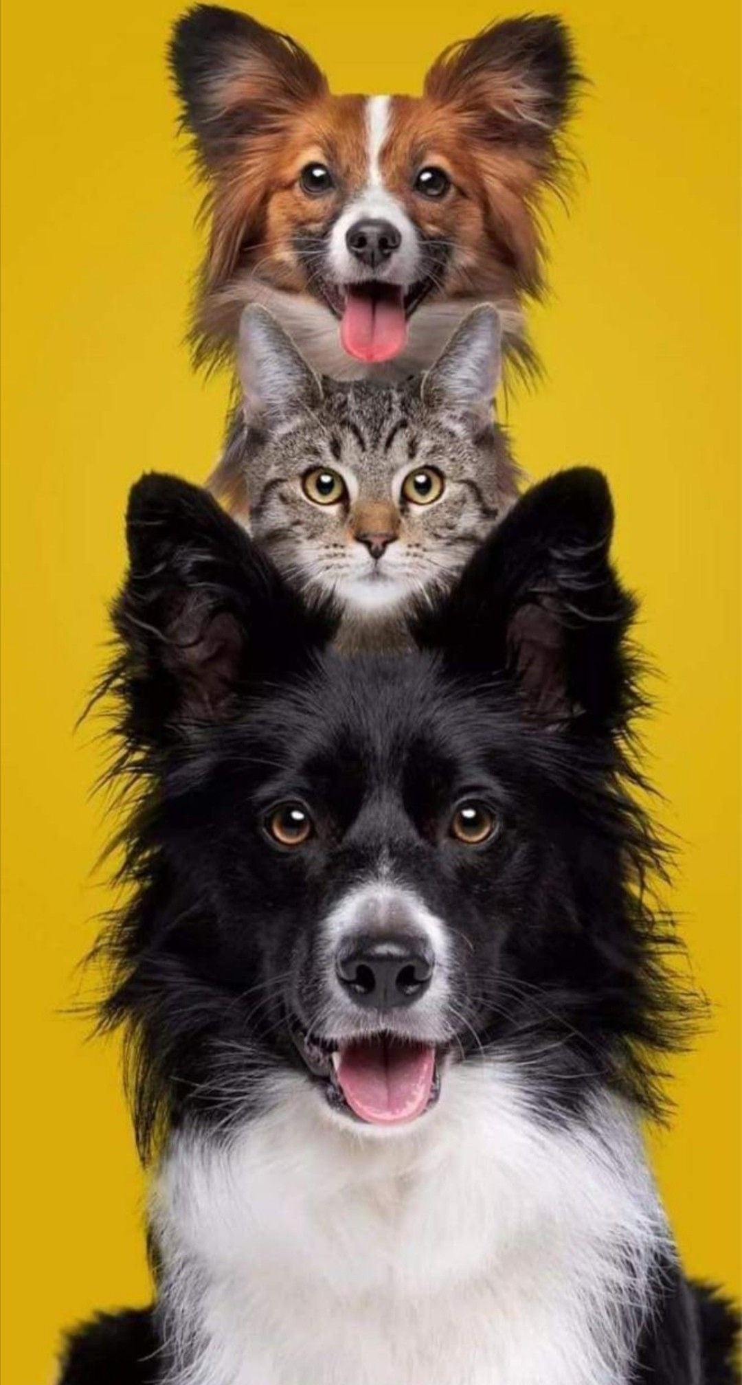  Helping Cats and Dogs Get Along: A Heartfelt Guide