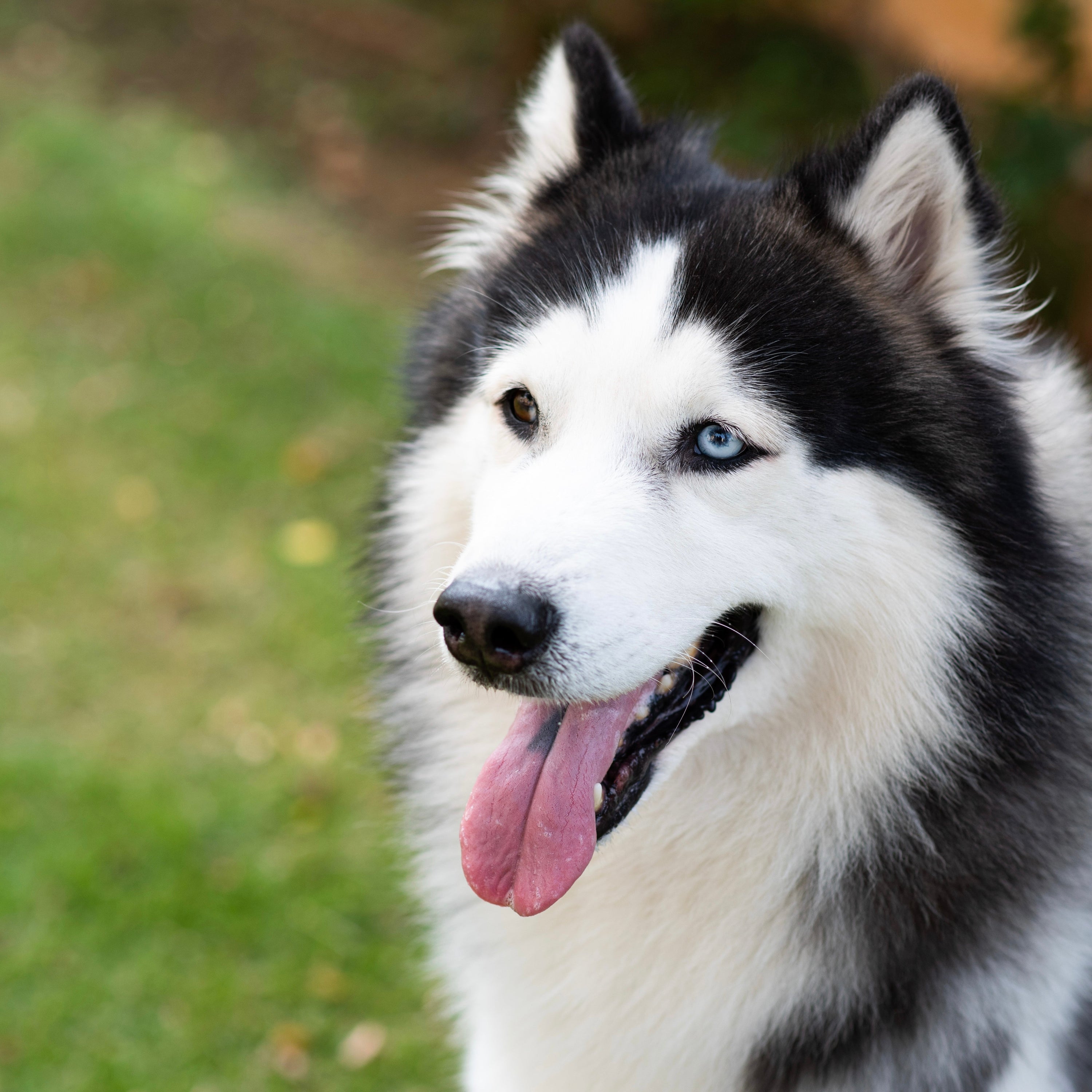 A heartwarming portrait of Chase the dog, the loyal companion and ultimate inspiration behind our natural dog treats brand
