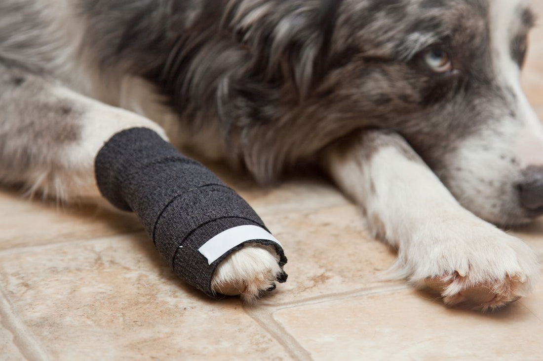 Summer Safety for Dogs: Protecting Their Paws From Hot Pavement