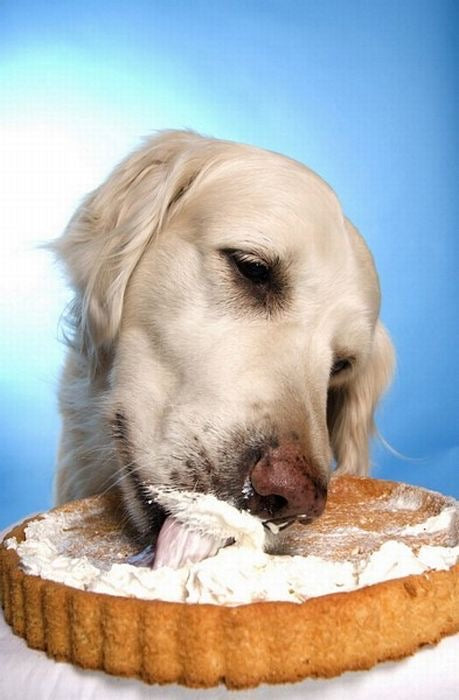 A happy white Labrador enjoying cottage cheese from a bowl, demonstrating that dairy products can be a safe and healthy superfood for dogs, as described in the article.