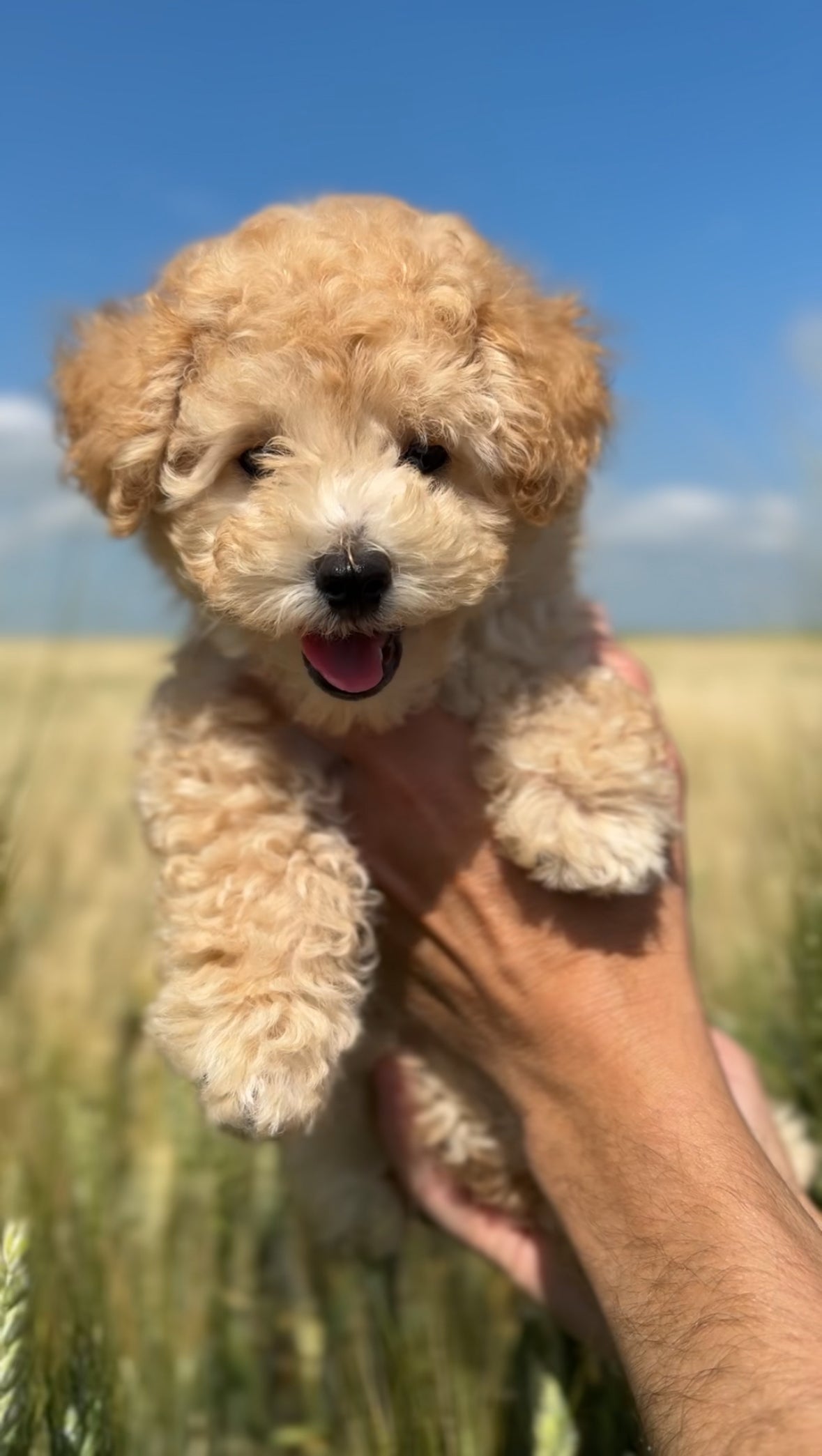 A fluffy, cream-colored puppy with a happy expression and its tongue slightly out, being held up against a sunny, blue sky and a golden wheat field.