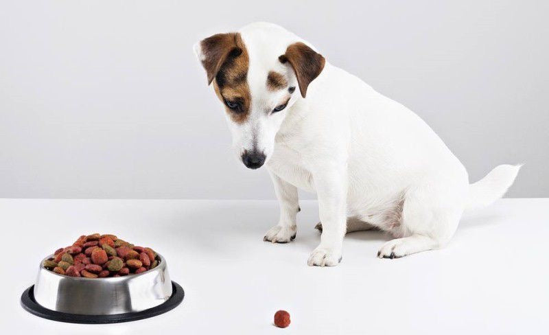 Natural or dry food: what's best for dogs? - Bits of Joy