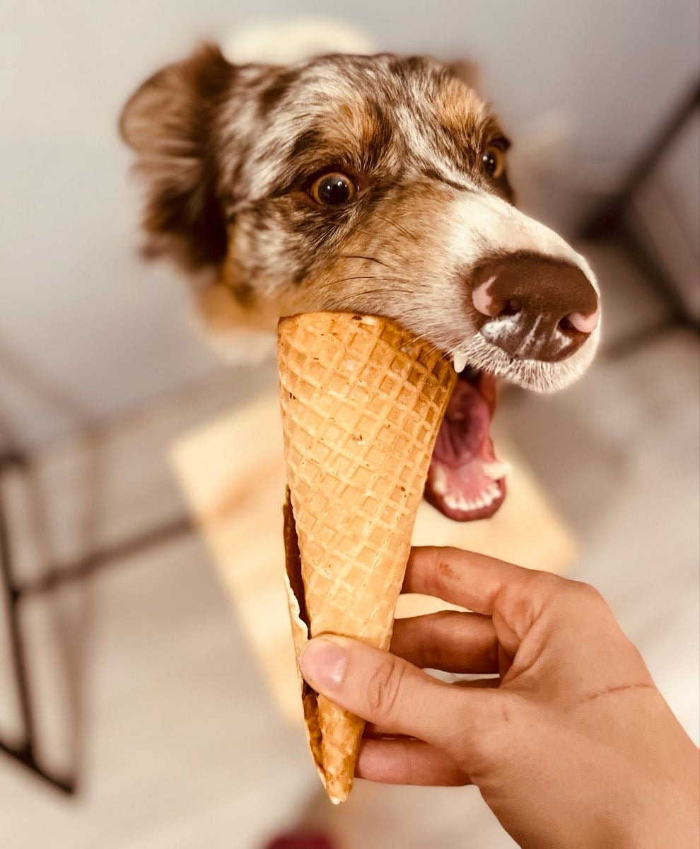 10 Foods Dogs Should Never Consume - Bits of Joy